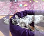Small Photo #3 French Bulldog Breeder Profile in NARRAGANSETT, RI, USA