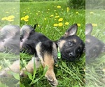Small Photo #14 German Shepherd Dog Breeder Profile in PERKINSVILLE, VT, USA