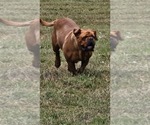 Small Photo #1 Dogue de Bordeaux Breeder Profile in MONROE, GA, USA