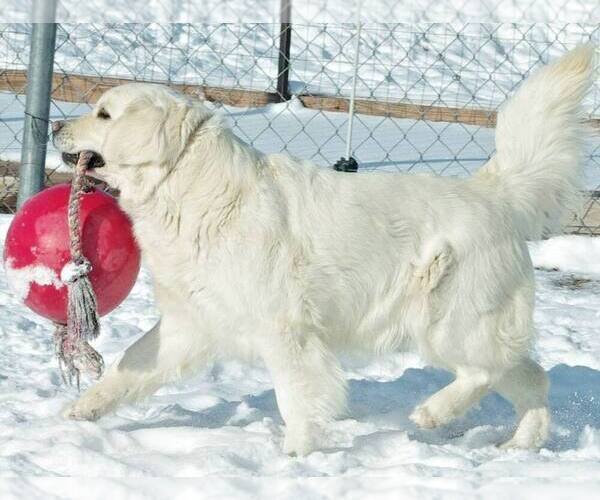 Medium Photo #1 Golden Labrador Breeder Profile in FORT COLLINS, CO, USA