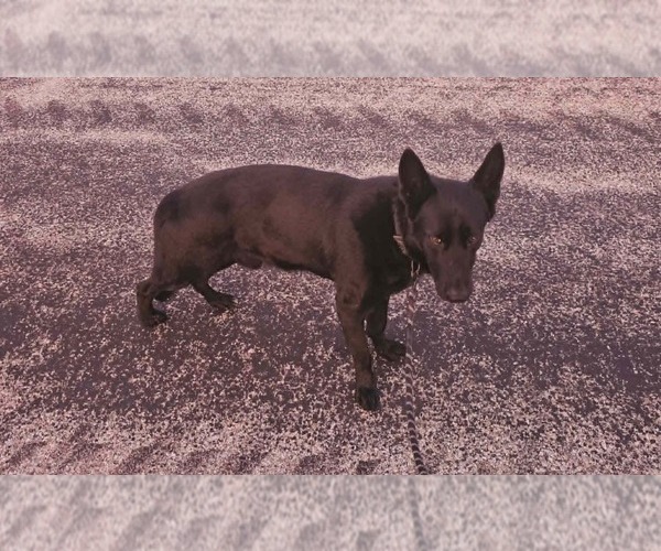 Medium Photo #1 German Shepherd Dog Breeder Profile in JERSEYVILLE, IL, USA