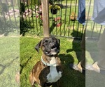 Small Photo #2 Boxer Breeder Profile in LANSING, MI, USA