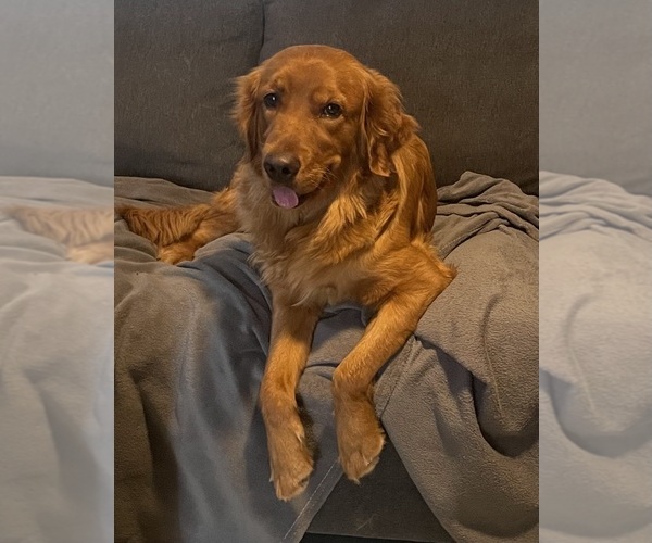Medium Photo #1 Golden Retriever Breeder Profile in YUMA, AZ, USA
