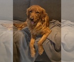 Small Photo #1 Golden Retriever Breeder Profile in YUMA, AZ, USA