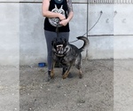 Small Photo #6 German Shepherd Dog Breeder Profile in LAKE ELSINORE, CA, USA
