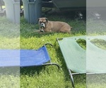 Small Photo #2 Boxer Breeder Profile in LANSING, MI, USA