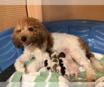 Small Photo #2 Poochon Breeder Profile in AUBURN, MA, USA