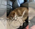 Small Photo #2 Pomsky Breeder Profile in NASHUA, NH, USA