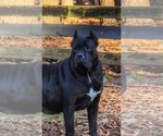 Small Photo #10 Cane Corso Breeder Profile in BEAVERDAM, VA, USA
