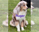 Small Photo #1 Australian Shepherd Breeder Profile in JACOBSTOWN, NJ, USA
