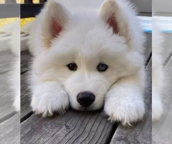 Medium Photo #13 Samoyed Breeder Profile in DALY CITY, CA, USA