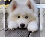 Small Photo #13 Samoyed Breeder Profile in DALY CITY, CA, USA