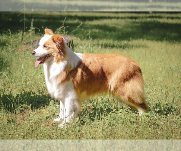 Medium Photo #1 Border Collie Breeder Profile in NAVARRO, TX, USA