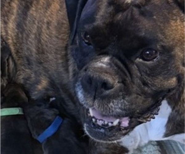 Medium Photo #12 Boxer Breeder Profile in LANSING, MI, USA