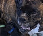 Small Photo #7 Boxer Breeder Profile in LANSING, MI, USA