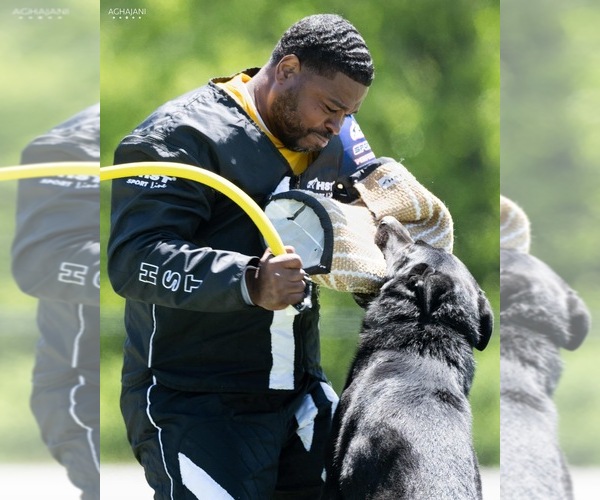 Medium Photo #9 German Shepherd Dog Breeder Profile in LAKE ELSINORE, CA, USA