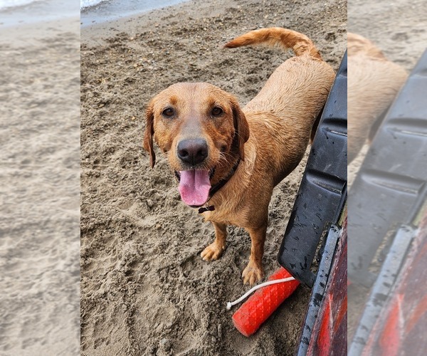 Medium Photo #5 Labrador Retriever Breeder Profile in BUFFALO, NY, USA