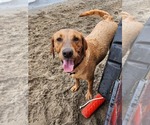 Small Photo #5 Labrador Retriever Breeder Profile in BUFFALO, NY, USA
