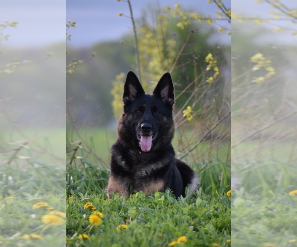 Medium Photo #1 German Shepherd Dog Breeder Profile in FORT PLAIN, NY, USA