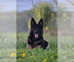 Small Photo #1 German Shepherd Dog Breeder Profile in FORT PLAIN, NY, USA
