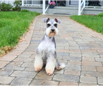 Small Photo #2 Schnauzer (Miniature) Breeder Profile in SYRACUSE, IN, USA
