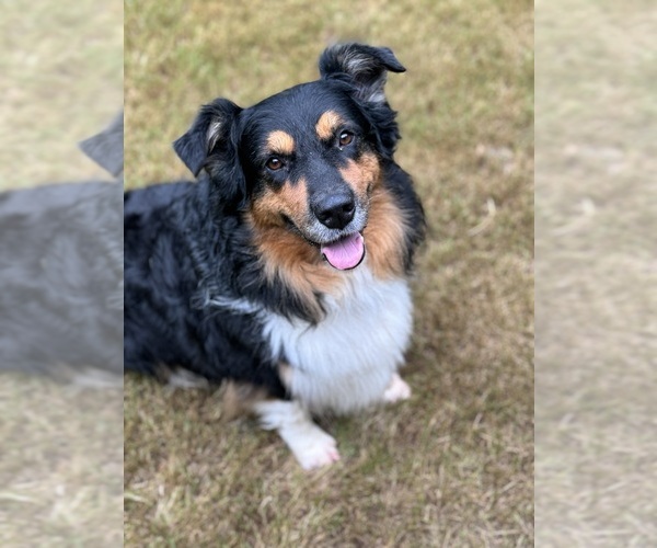 Medium Photo #4 Australian Shepherd Breeder Profile in GREER, SC, USA