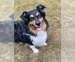 Small Photo #4 Australian Shepherd Breeder Profile in GREER, SC, USA