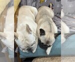 Small Photo #13 French Bulldog Breeder Profile in OPP, AL, USA