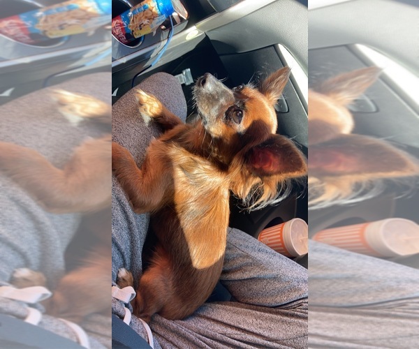 Medium Photo #4 Chihuahua Breeder Profile in SAN ANTONIO, TX, USA