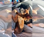 Small Photo #4 Chihuahua Breeder Profile in SAN ANTONIO, TX, USA