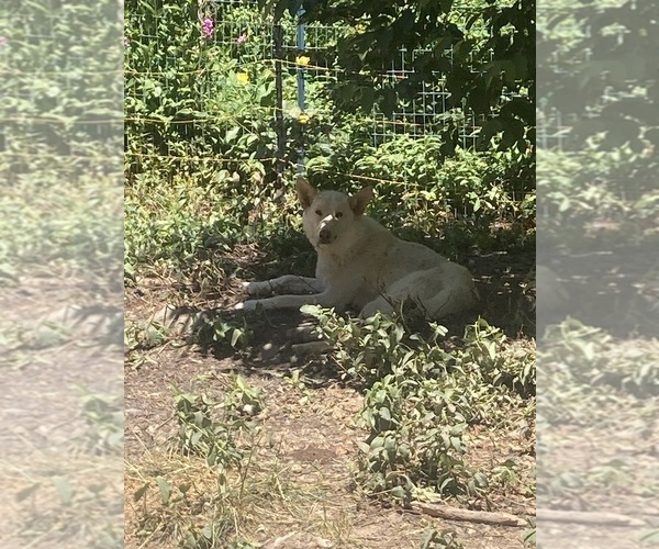 Medium Photo #1 Swiss Shepherd-Timber Wolf Mix Breeder Profile in MAD RIVER, CA, USA