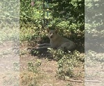 Small Photo #1 Swiss Shepherd-Timber Wolf Mix Breeder Profile in MAD RIVER, CA, USA