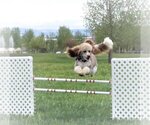 Small Photo #1 Bordoodle Breeder Profile in OLATHE, CO, USA