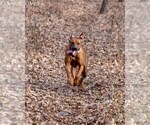 Small Photo #12 Rhodesian Ridgeback Breeder Profile in ONEIDA, TN, USA
