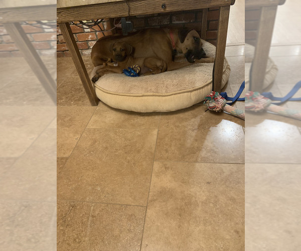 Medium Photo #14 Rhodesian Ridgeback Breeder Profile in RIVERSIDE, CA, USA