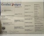 Small Photo #10 Rhodesian Ridgeback Breeder Profile in ONEIDA, TN, USA