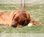 Small Photo #8 Labrador Retriever Breeder Profile in HYDE PARK, VT, USA