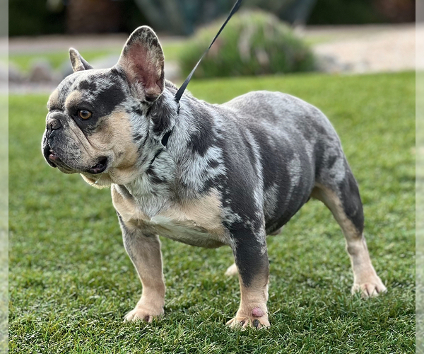 Medium Photo #1 French Bulldog Breeder Profile in IRVINE, CA, USA