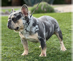 Small Photo #1 French Bulldog Breeder Profile in IRVINE, CA, USA