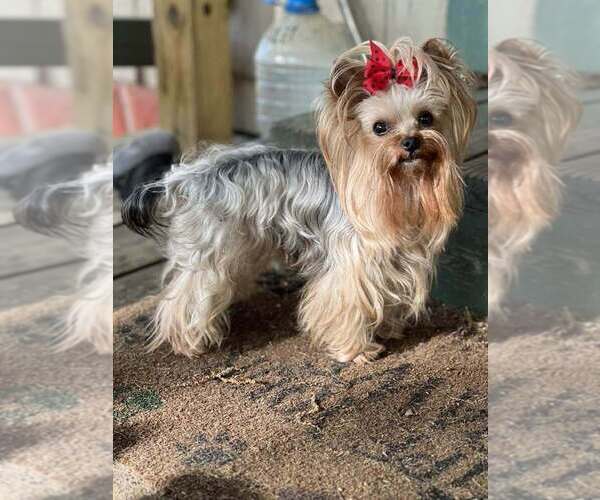 Medium Photo #3 Yorkshire Terrier Breeder Profile in KEITHVILLE, LA, USA