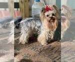Small Photo #3 Yorkshire Terrier Breeder Profile in KEITHVILLE, LA, USA
