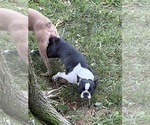 Small Photo #8 Boston Terrier Breeder Profile in HOWELL, NJ, USA