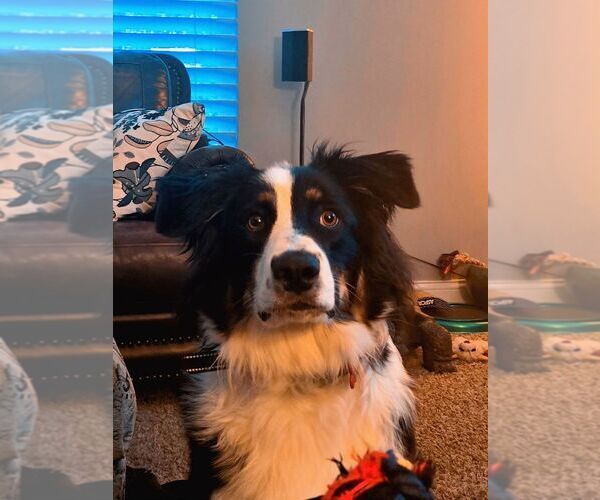 Medium Photo #2 Australian Shepherd Breeder Profile in SAINT JOHN, IN, USA