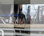 Small Photo #2 Doberman Pinscher Breeder Profile in MACOMB TOWNSHIP, MI, USA