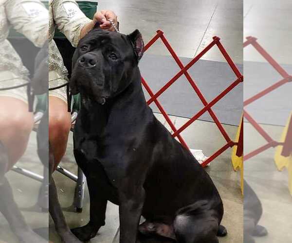 Medium Photo #15 Cane Corso Breeder Profile in BEAVERDAM, VA, USA