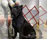 Small Photo #15 Cane Corso Breeder Profile in BEAVERDAM, VA, USA