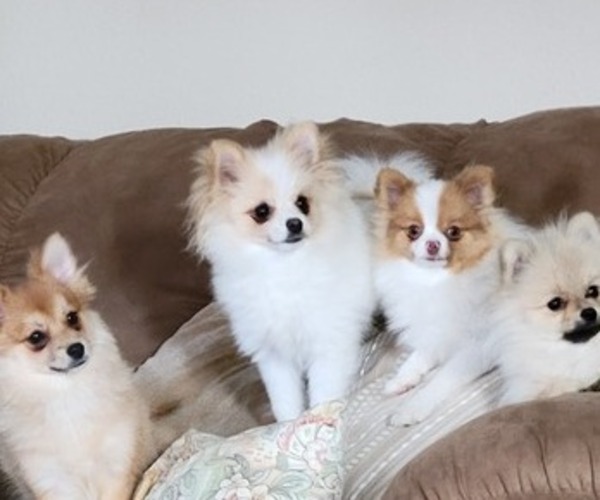 Medium Photo #1 Pomeranian Breeder Profile in MENIFEE, CA, USA