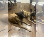 Small Photo #4 Belgian Malinois Breeder Profile in ATHENS, AL, USA