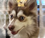 Small Photo #1 Pomsky Breeder Profile in NASHUA, NH, USA
