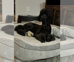 Small Photo #8 Goldendoodle Breeder Profile in GIBSONTON, FL, USA